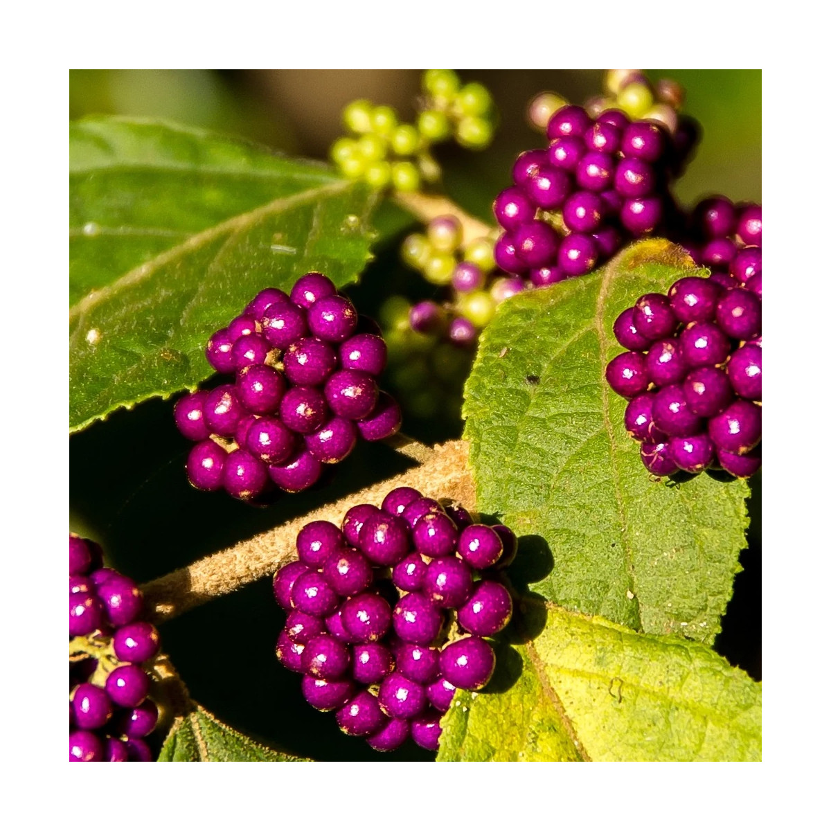 Callicarpa, Arbuste aux bonbons Pearl Glam® - SILENCE, ça pousse !