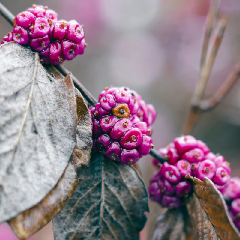 Callicarpa, Arbuste aux bonbons Pearl Glam® - SILENCE, ça pousse !