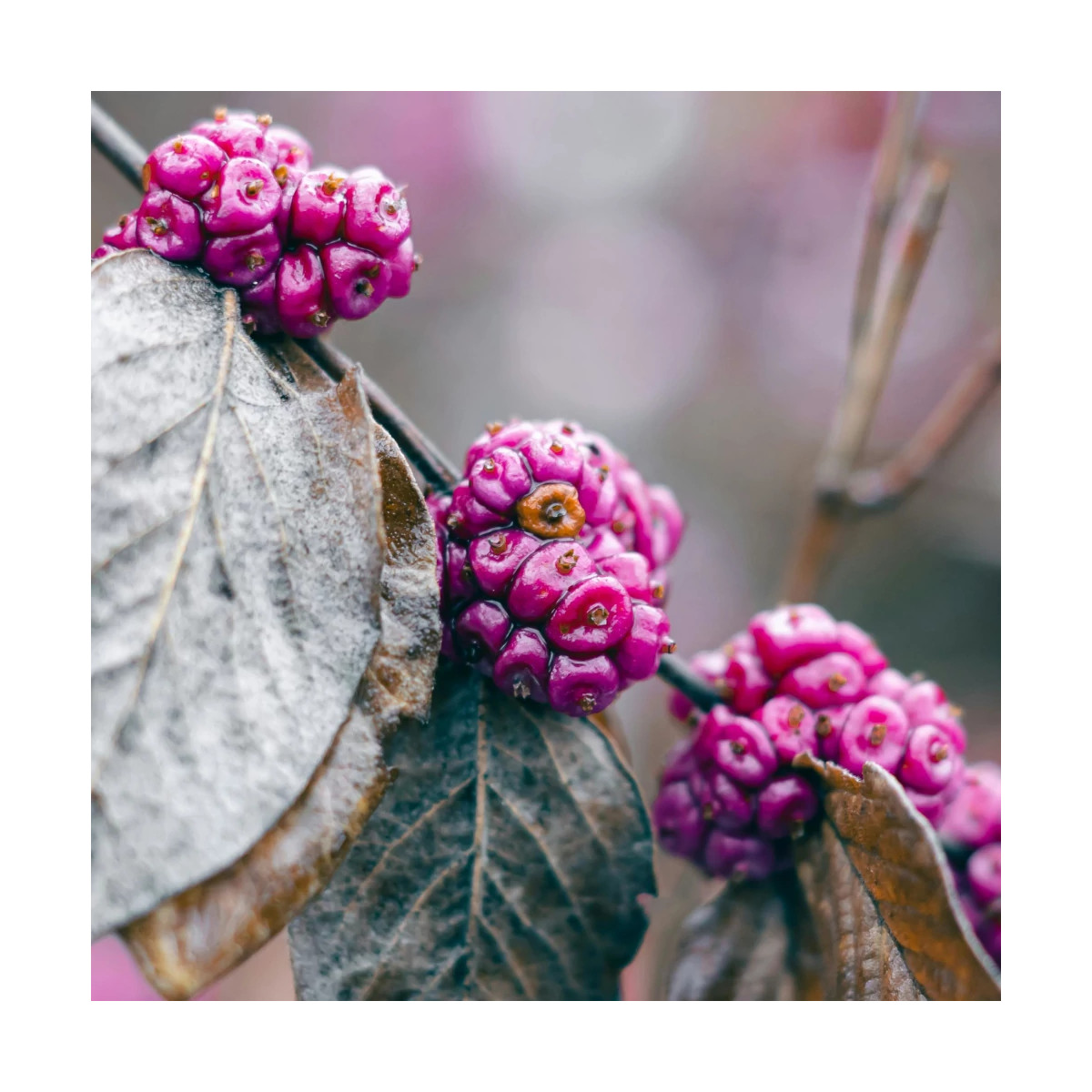 Callicarpa, Arbuste aux bonbons Pearl Glam® - SILENCE, ça pousse !