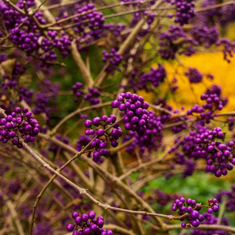 Callicarpa, Arbuste aux bonbons Pearl Glam® - SILENCE, ça pousse !