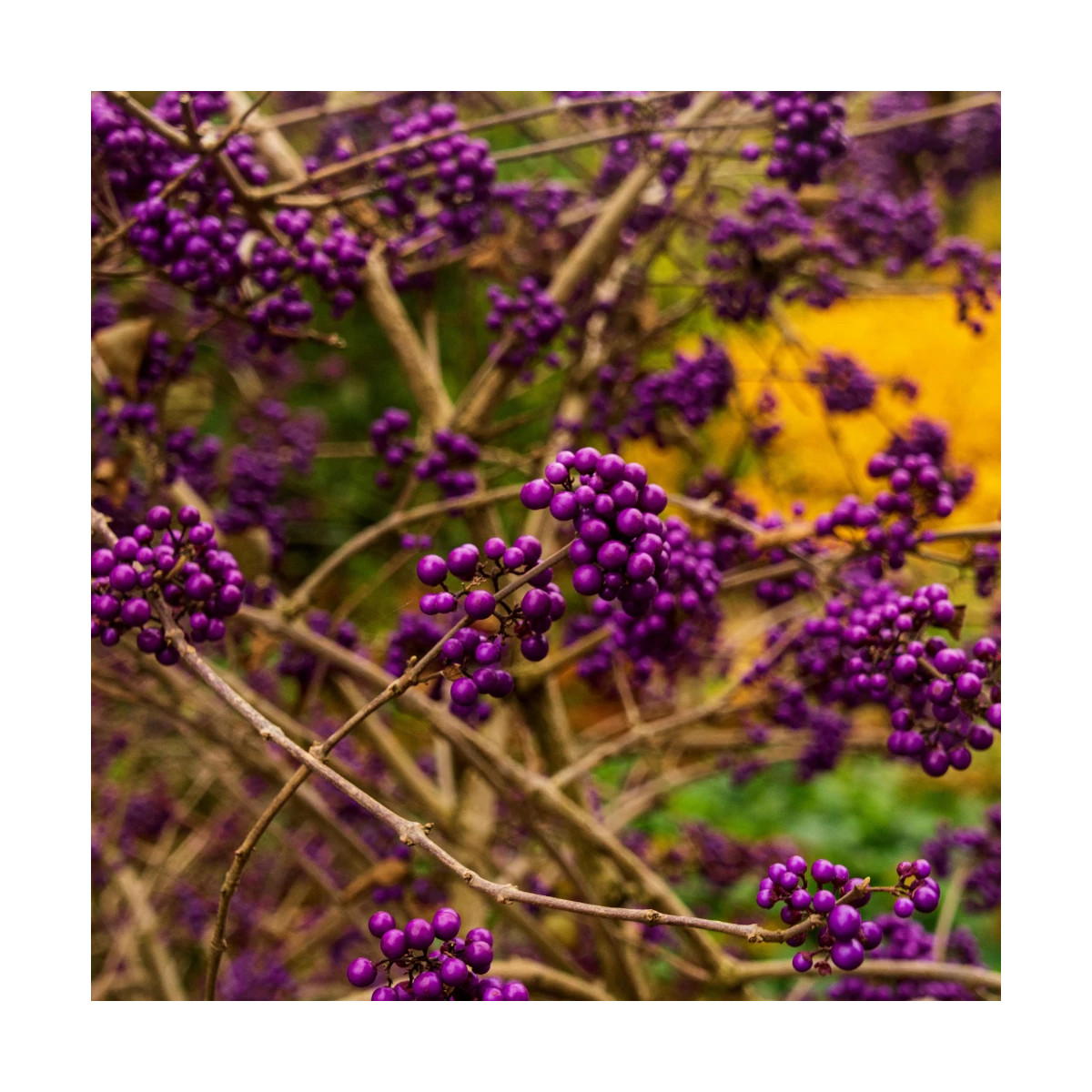Callicarpa, Arbuste aux bonbons Pearl Glam® - SILENCE, ça pousse !