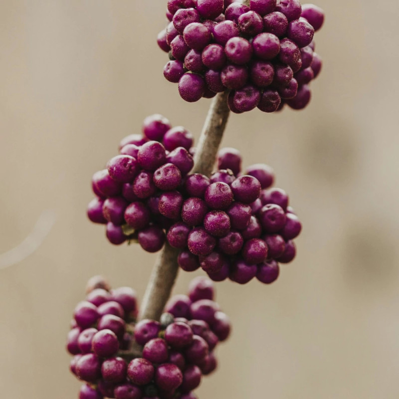 Callicarpa, Arbuste aux bonbons Pearl Glam® - SILENCE, ça pousse !
