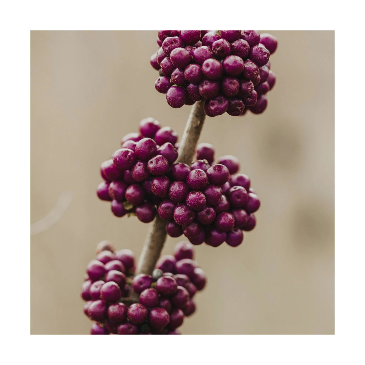 Callicarpa, Arbuste aux bonbons Pearl Glam® - SILENCE, ça pousse !