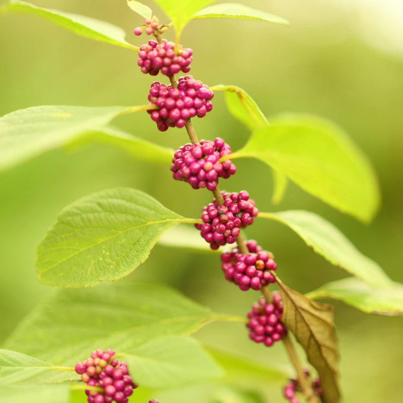 Callicarpa, Arbuste aux bonbons Pearl Glam® - SILENCE, ça pousse !