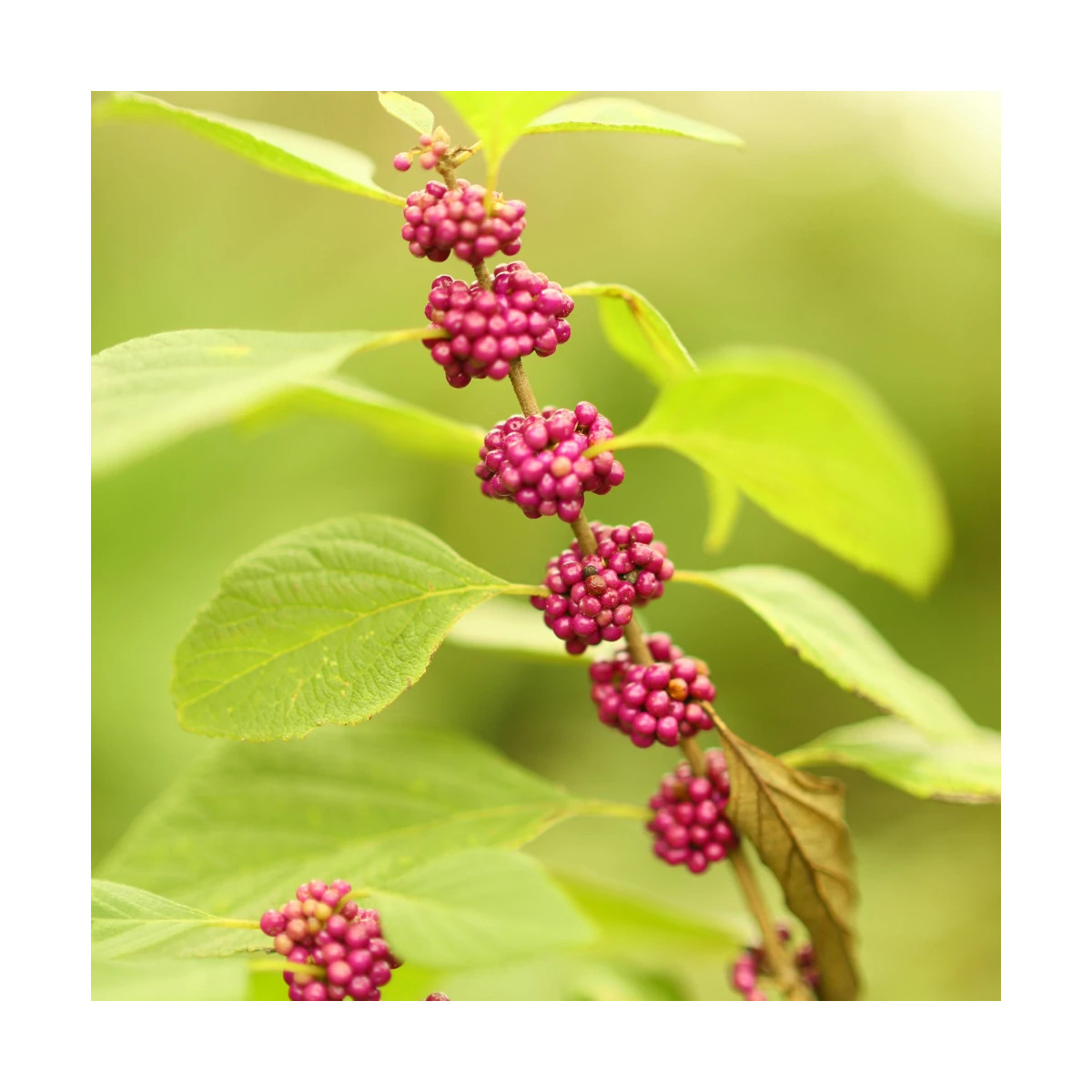 Callicarpa, Arbuste aux bonbons Pearl Glam® - SILENCE, ça pousse !