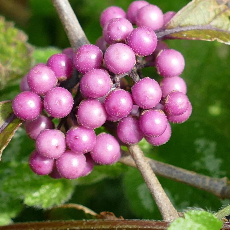 Callicarpa, Arbuste aux bonbons Imperial Pearl® 'Minpro2'