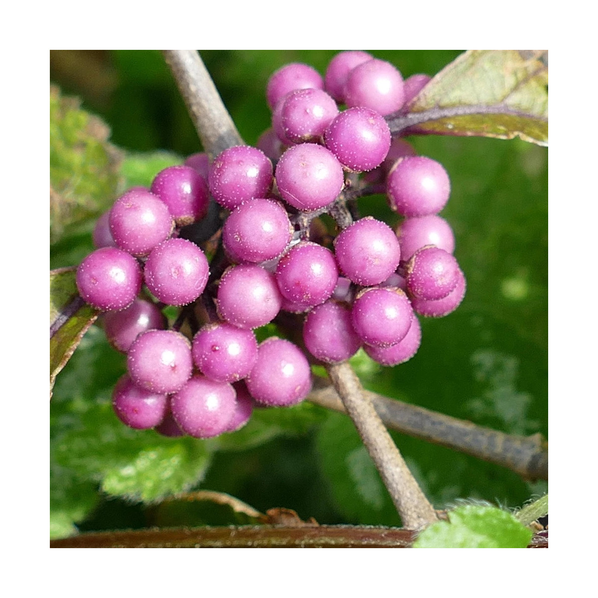 Callicarpa, Arbuste aux bonbons Imperial Pearl® 'Minpro2' Callicarpa, Arbuste aux bonbons Imperial Pearl® 'Minpro2'