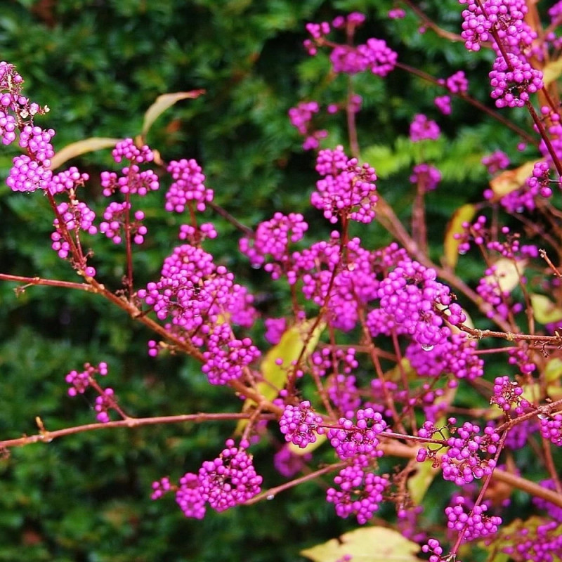 Callicarpa, Arbuste aux bonbons Imperial Pearl® 'Minpro2'