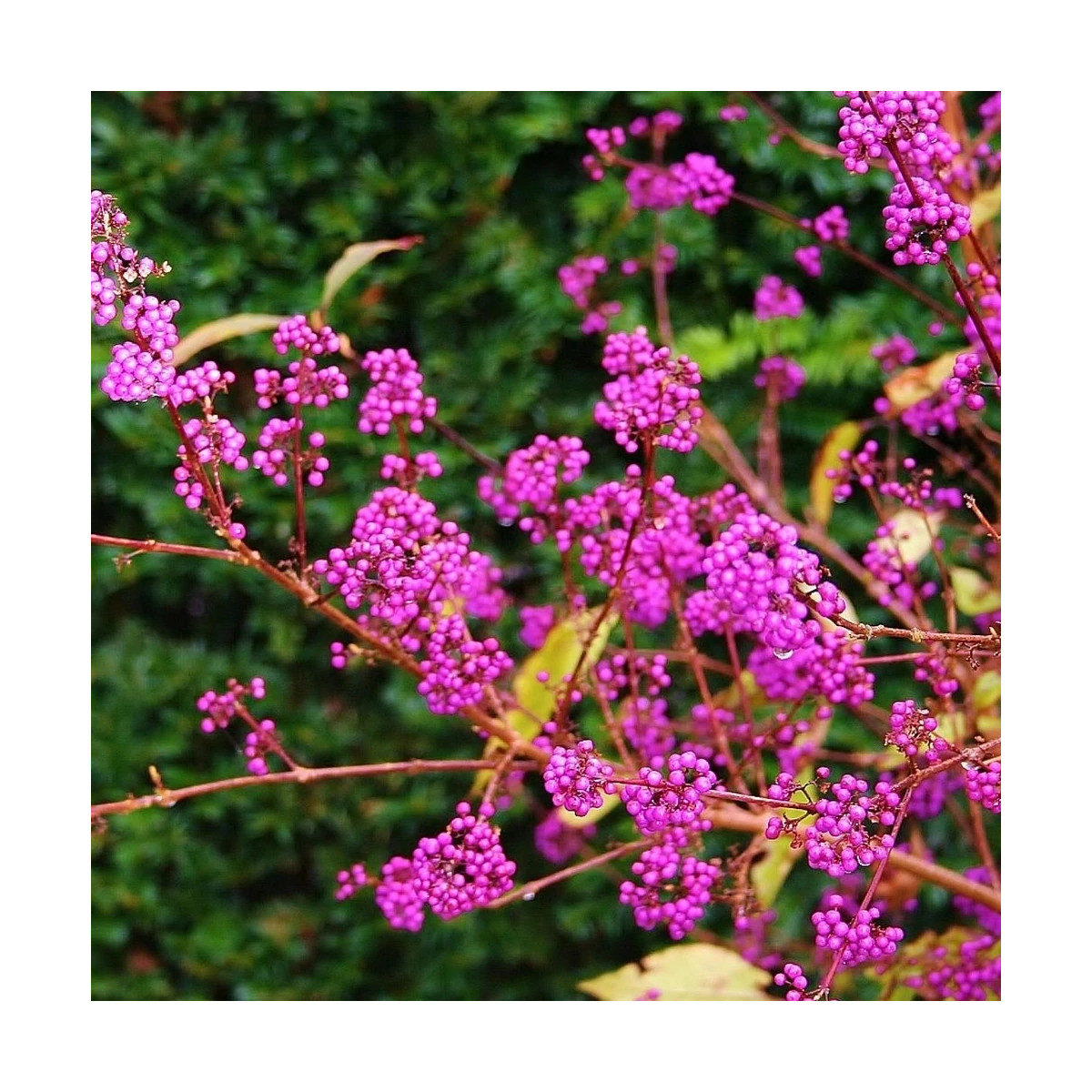 Callicarpa, Arbuste aux bonbons Imperial Pearl® 'Minpro2' Callicarpa, Arbuste aux bonbons Imperial Pearl® 'Minpro2'