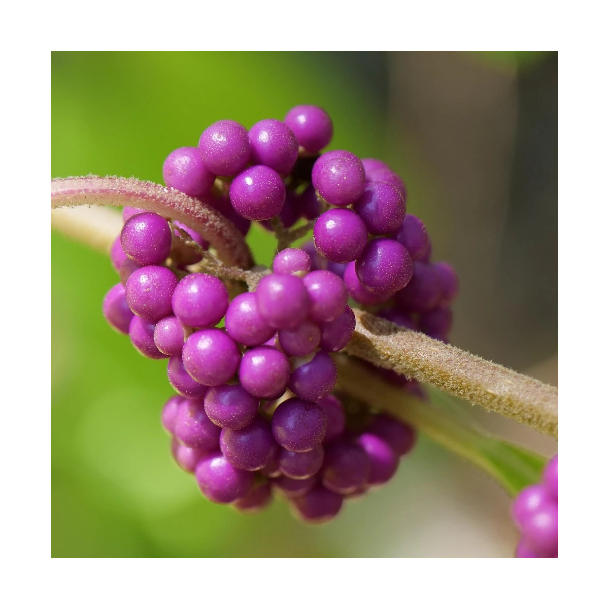 Callicarpa, Arbuste aux bonbons Imperial Pearl® 'Minpro2' Callicarpa, Arbuste aux bonbons Imperial Pearl® 'Minpro2'