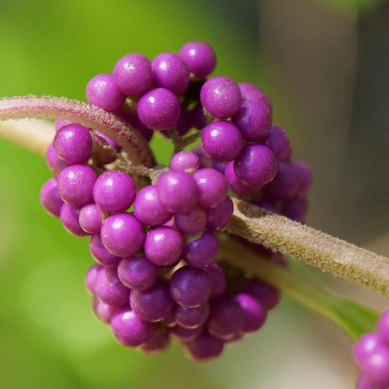 Callicarpa, Arbuste aux bonbons Imperial Pearl® - SILENCE, ça pousse !