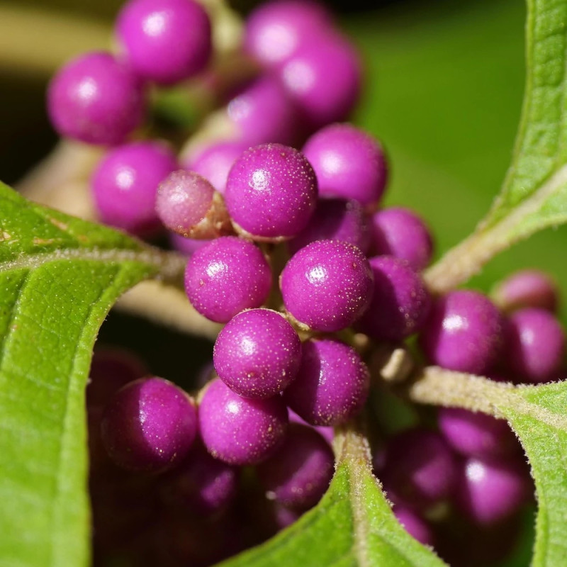 Callicarpa, Arbuste aux bonbons Imperial Pearl® - SILENCE, ça pousse !