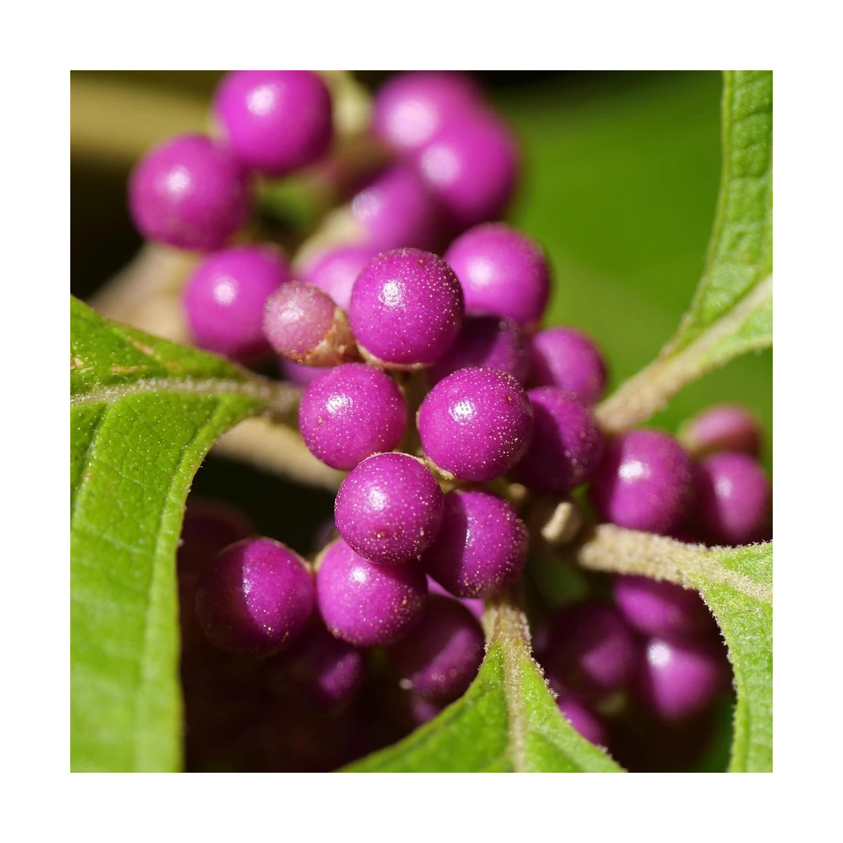 Callicarpa, Arbuste aux bonbons Imperial Pearl® - SILENCE, ça pousse ! Callicarpa, Arbuste aux bonbons Imperial Pearl® - SILENCE, ça pousse !