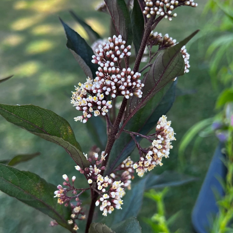 Callicarpa, Arbuste aux bonbons Pearl Glam® - SILENCE, ça pousse !