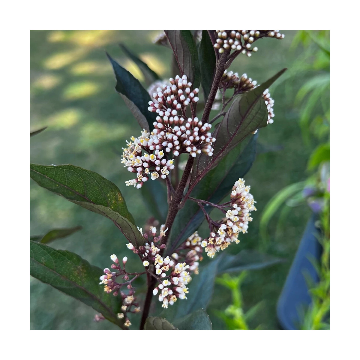 Callicarpa, Arbuste aux bonbons Pearl Glam® - SILENCE, ça pousse !