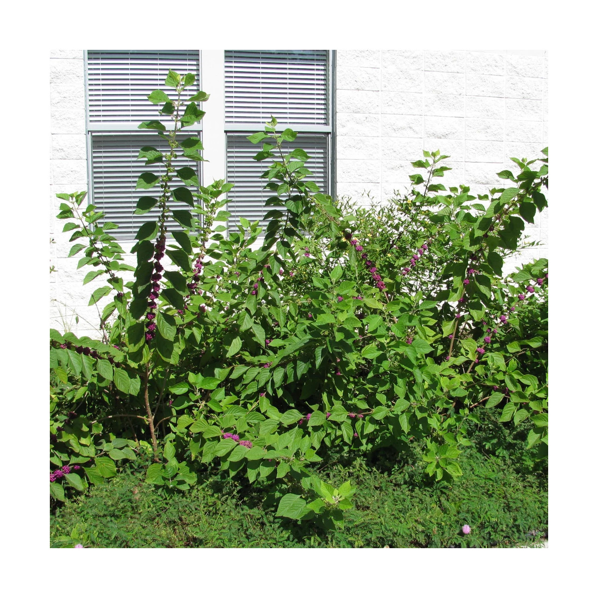 Callicarpa, Arbuste aux bonbons Imperial Pearl® 'Minpro2' Callicarpa, Arbuste aux bonbons Imperial Pearl® 'Minpro2'