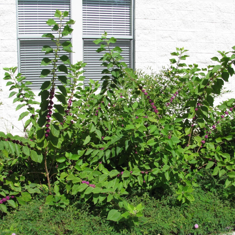Callicarpa, Arbuste aux bonbons Imperial Pearl® - SILENCE, ça pousse !