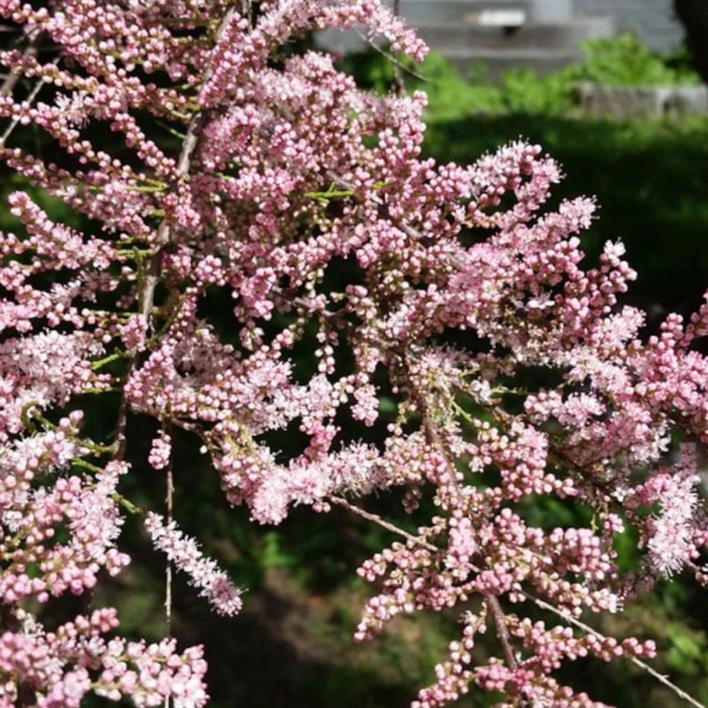 Tamaris à petites fleurs africana, Tamarix