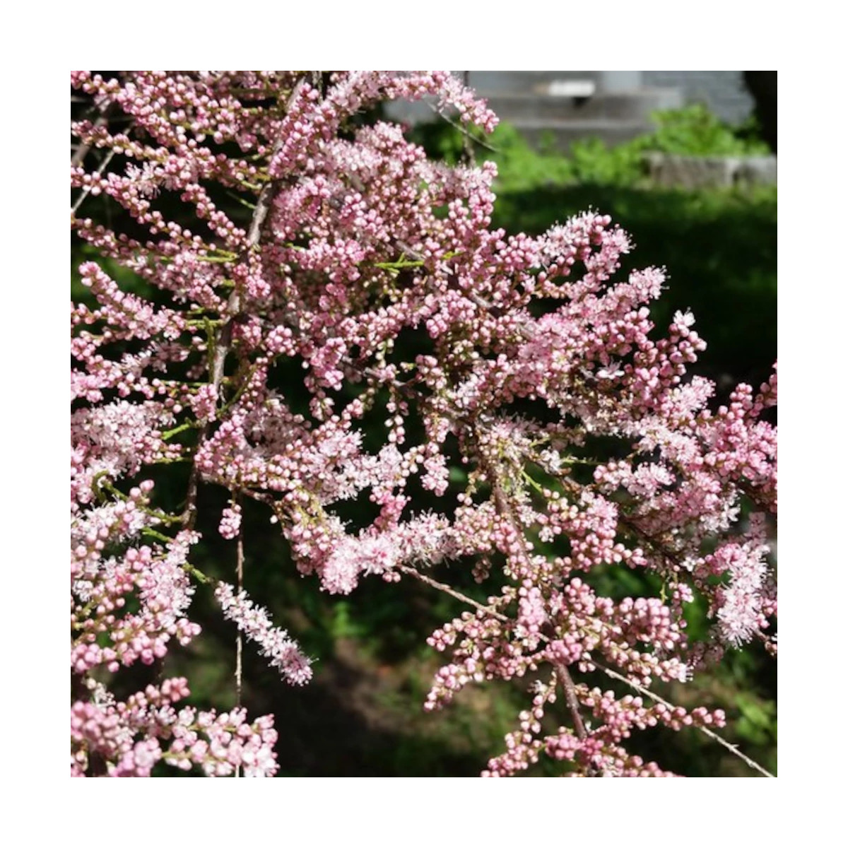 Tamaris à petites fleurs africana, Tamarix