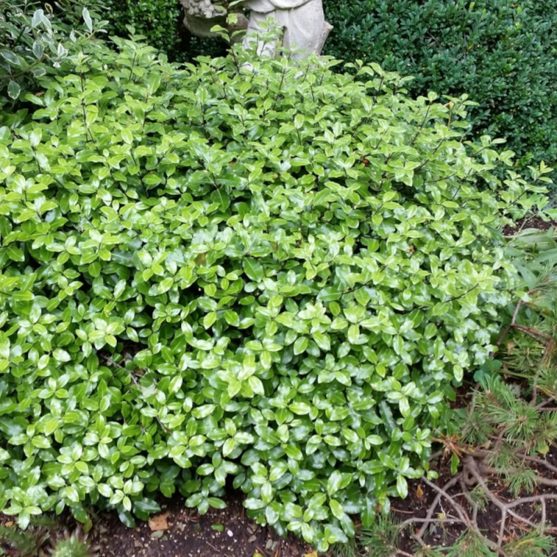 Pittosporum Golf Ball, Pittospore