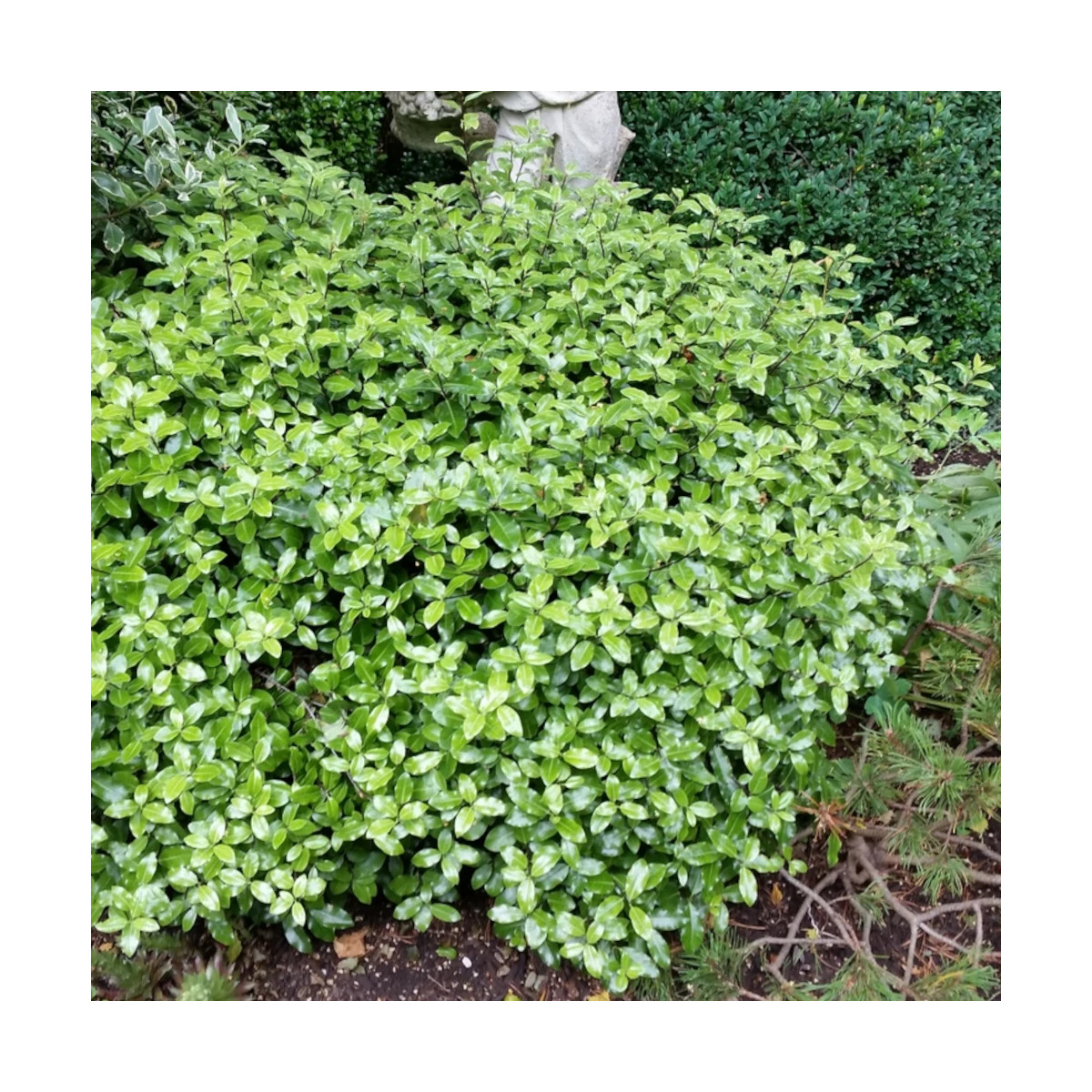 Pittosporum Golf Ball, Pittospore Pittosporum Golf Ball, Pittospore