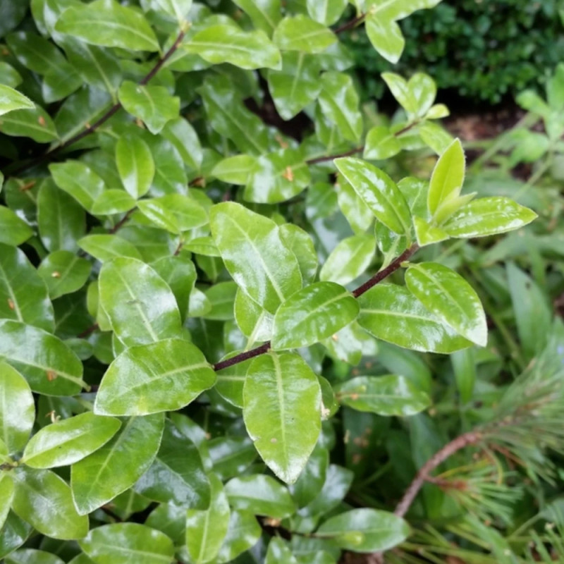 Pittosporum Golf Ball, Pittospore