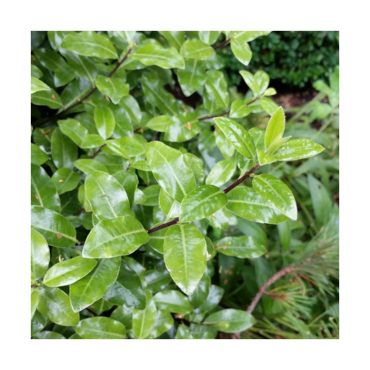 Pittosporum Golf Ball, Pittospore Pittosporum Golf Ball, Pittospore