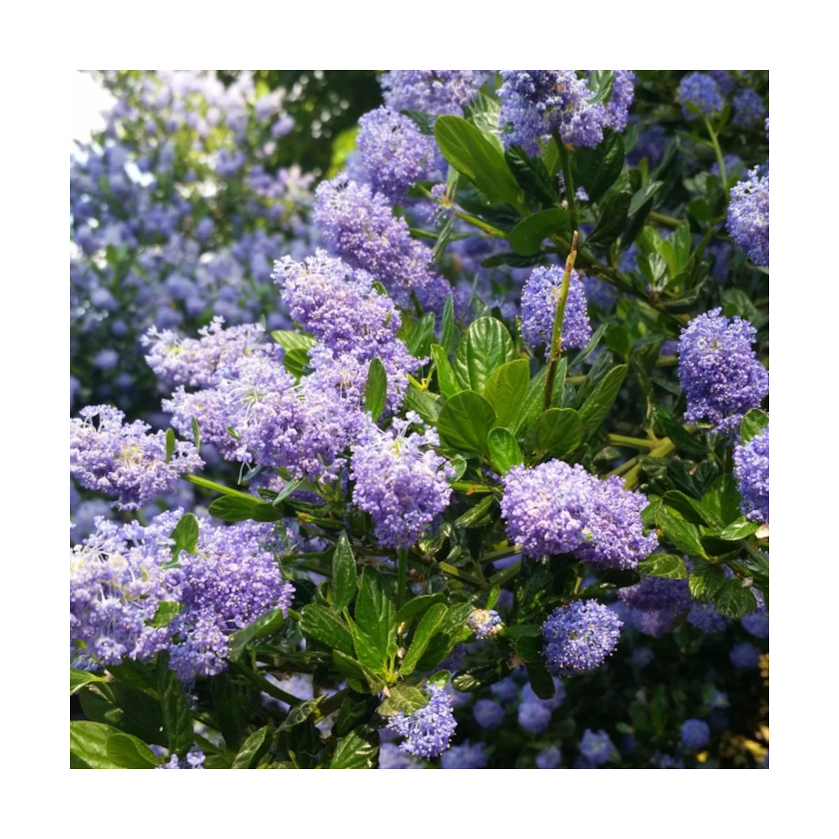 Céanothe, Lilas de Californie Victoria - SILENCE, ça pousse !