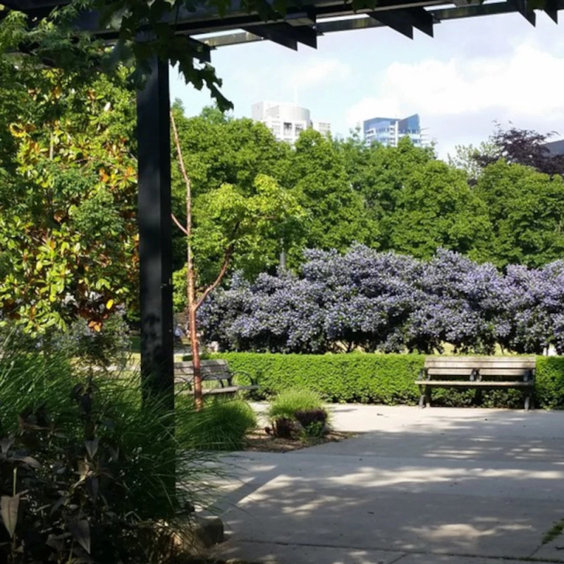 Céanothe, Lilas de Californie Victoria - SILENCE, ça pousse !