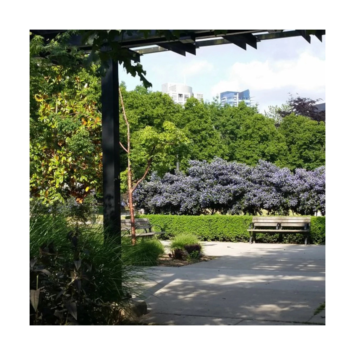 Céanothe, Lilas de Californie Victoria - SILENCE, ça pousse !