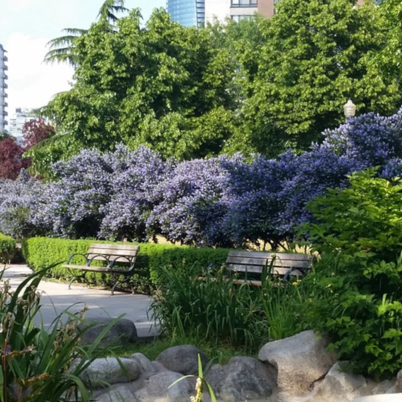 Céanothe, Lilas de Californie Victoria - SILENCE, ça pousse !