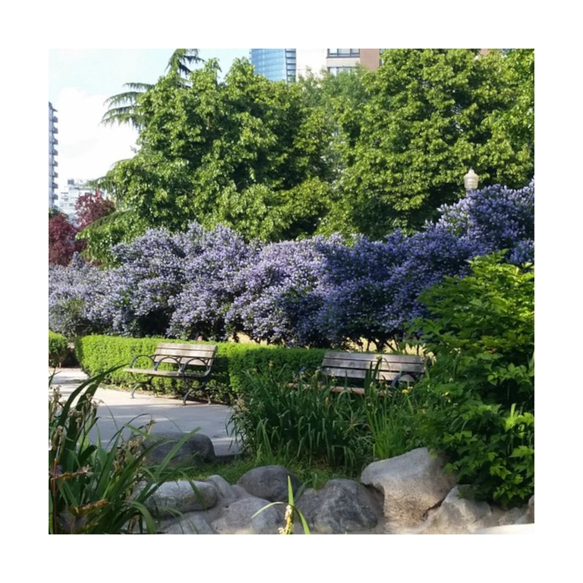 Céanothe, Lilas de Californie Victoria - SILENCE, ça pousse !