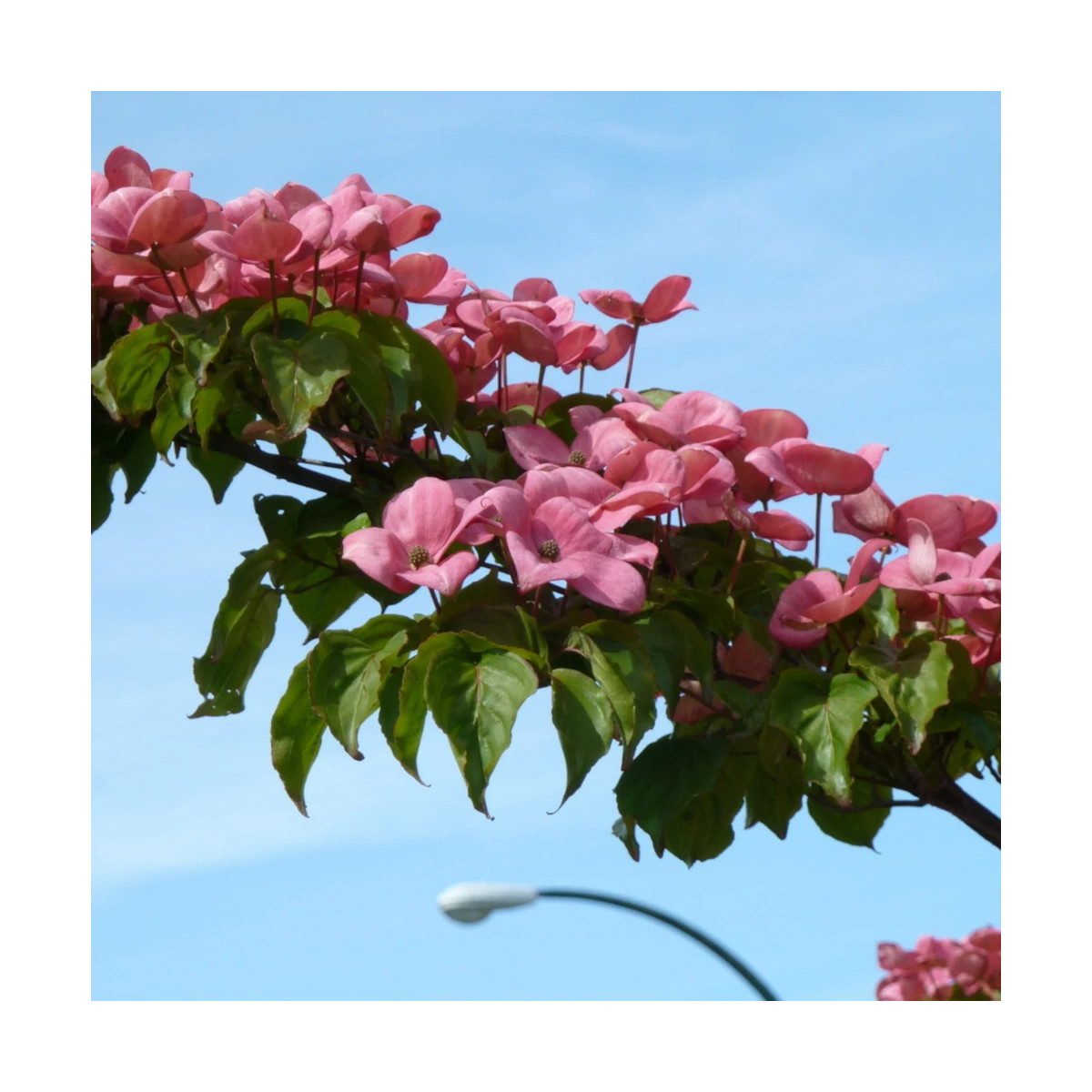 Cornouiller du Japon Satomi - SILENCE, ça pousse !, Cornus