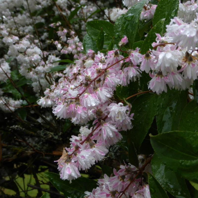 Deutzie Pride of Rochester, Deutzia
