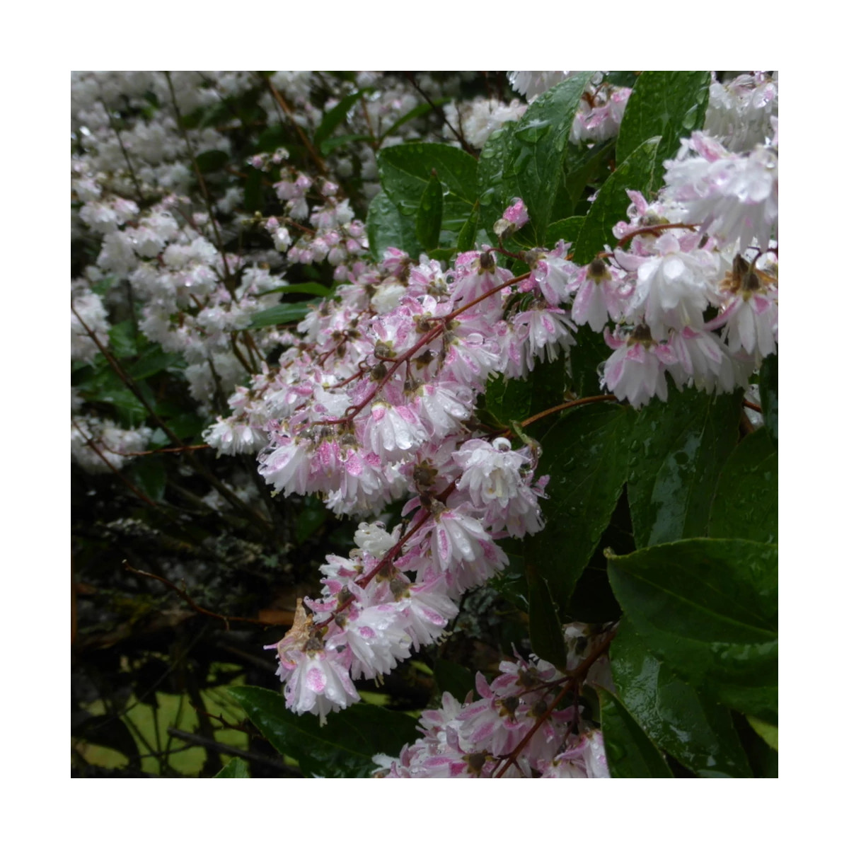 Deutzie Pride of Rochester, Deutzia