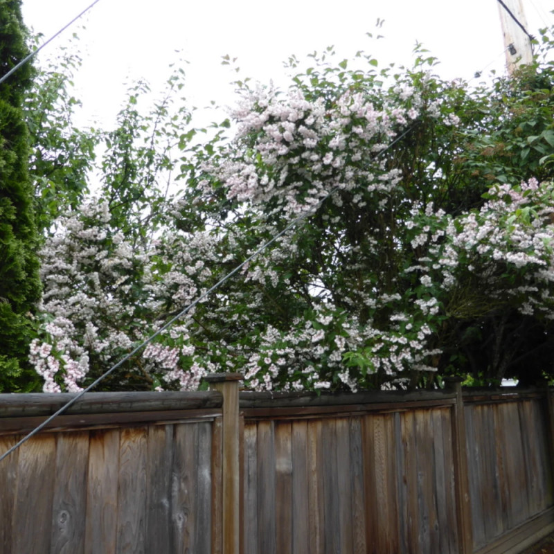 Deutzie Pride of Rochester, Deutzia