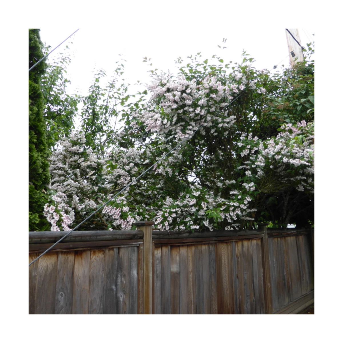 Deutzie Pride of Rochester, Deutzia