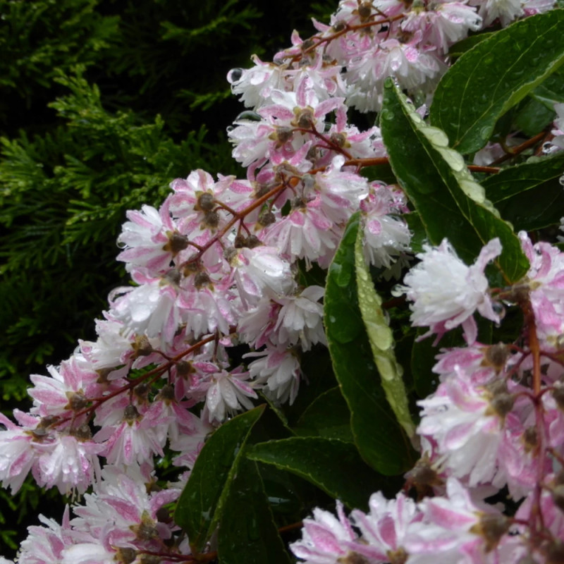 Deutzie Pride of Rochester, Deutzia