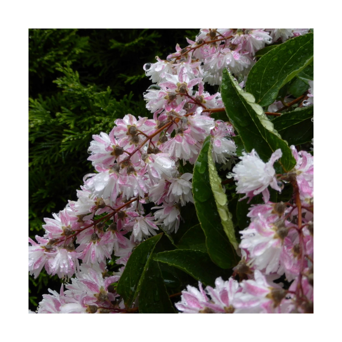 Deutzie Pride of Rochester, Deutzia