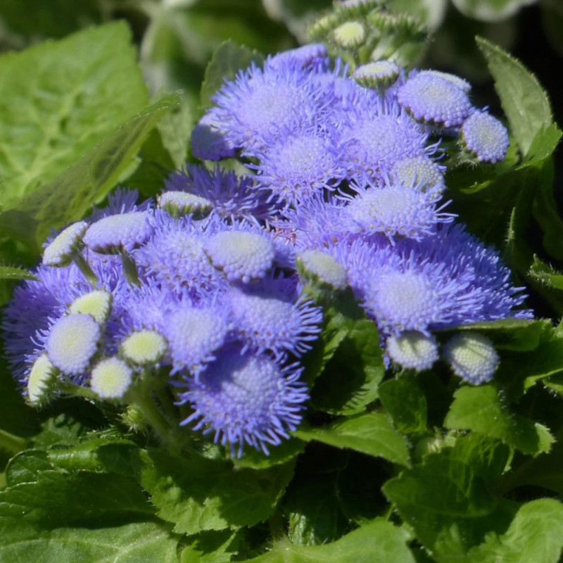 Ageratum Bleu