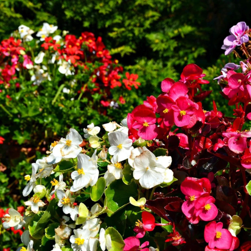 Bégonia de jardin Varié