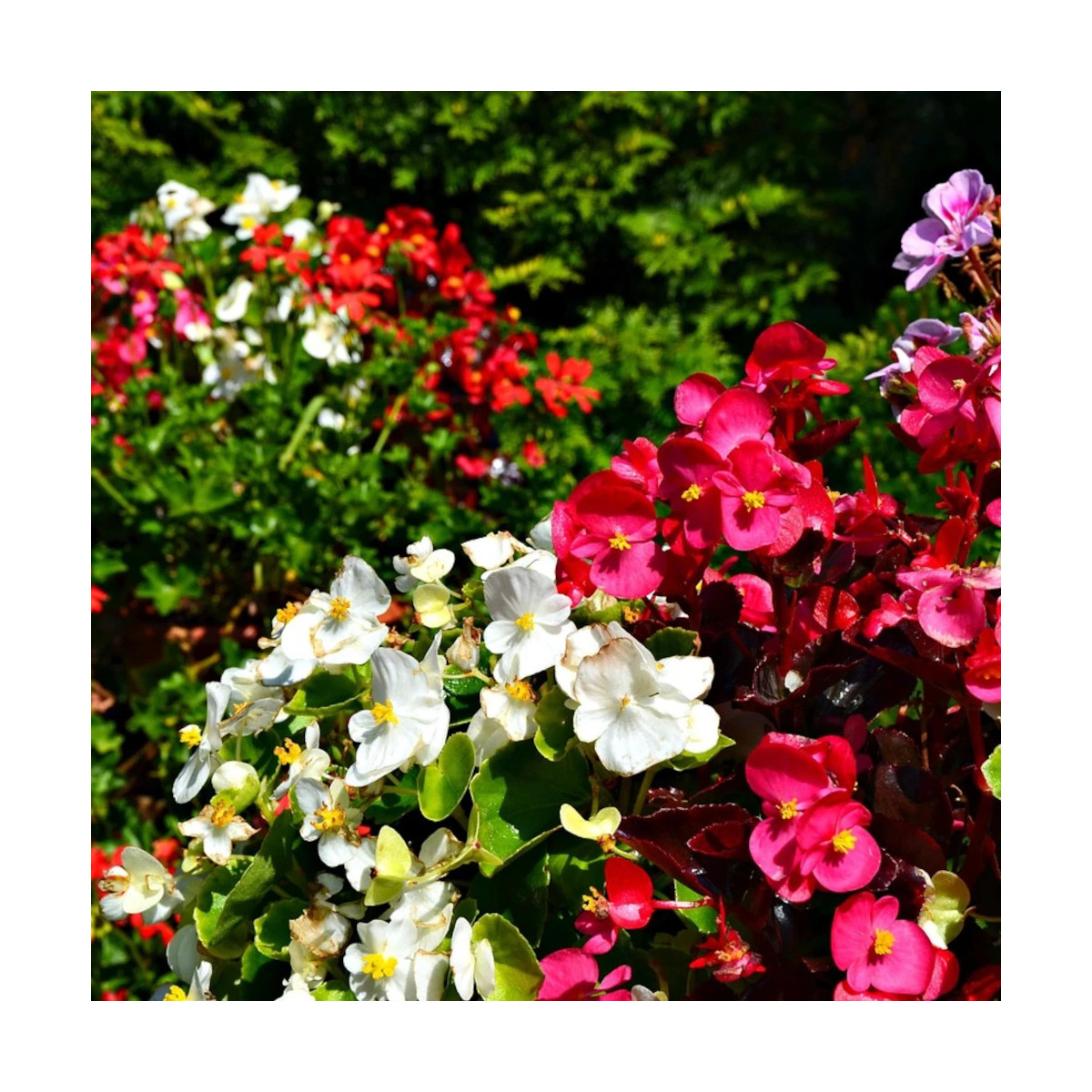 Bégonia de jardin Varié