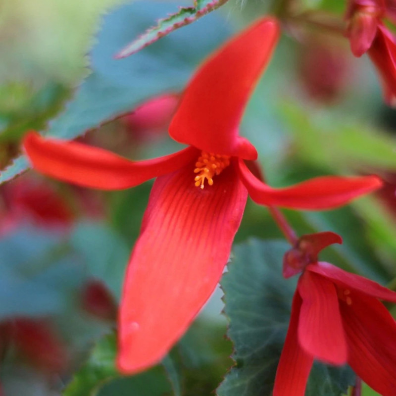 Bégonia Summerwings