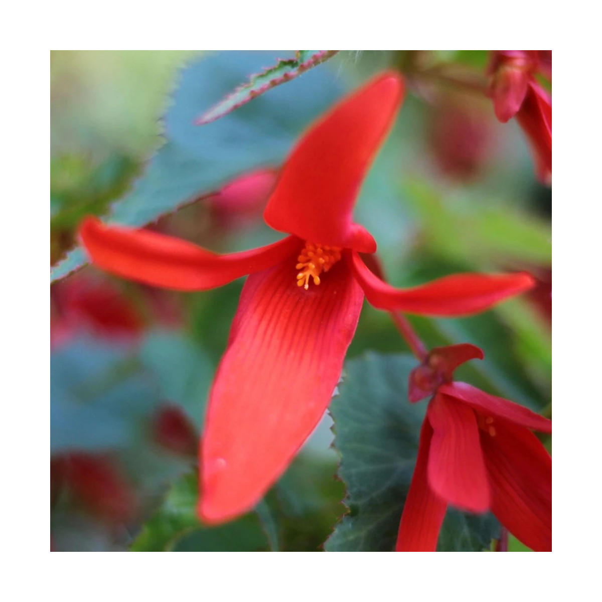 Bégonia Summerwings