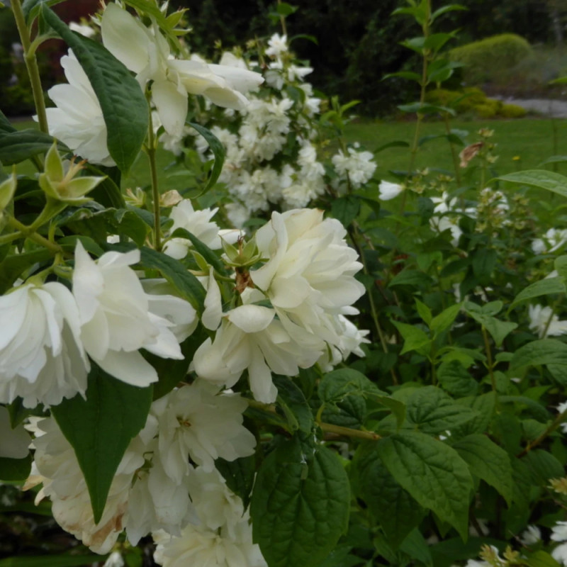 Seringat des jardins Snowbelle - SILENCE, ça pousse !, Philadelphus