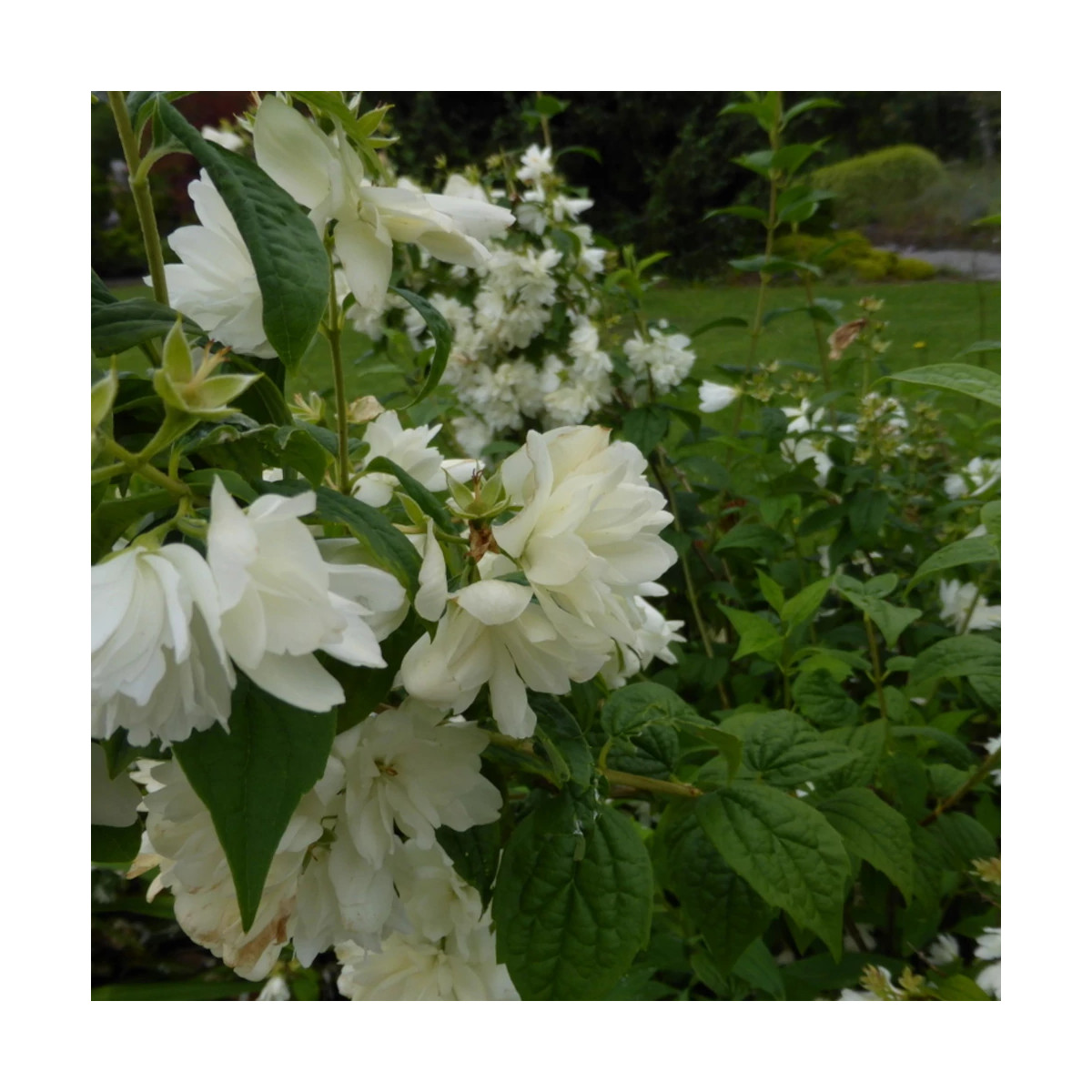 Seringat des jardins Snowbelle - SILENCE, ça pousse !, Philadelphus Seringat des jardins Snowbelle - SILENCE, ça pousse !, Philadelphus