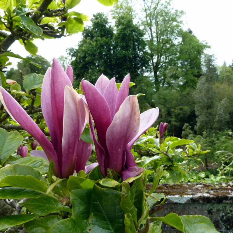 Magnolia à fleurs de lis Nigra
