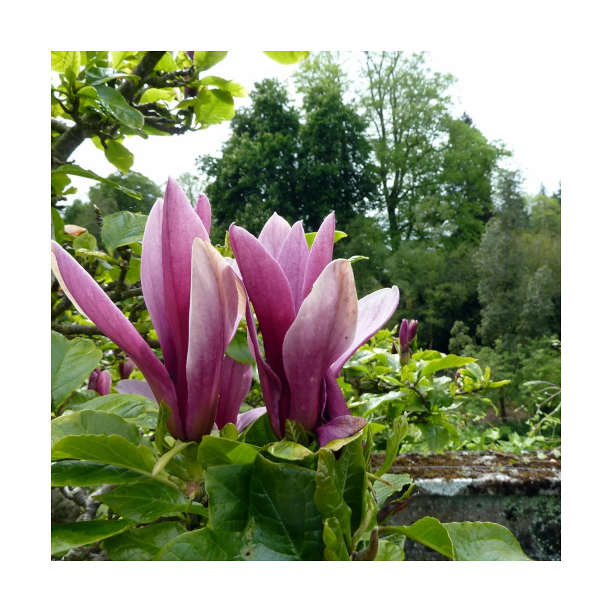 Magnolia à fleurs de lis Nigra
