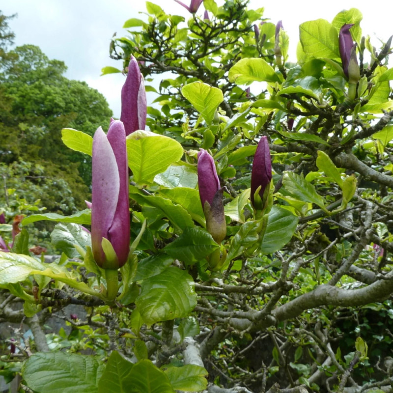 Magnolia à fleurs de lis Nigra