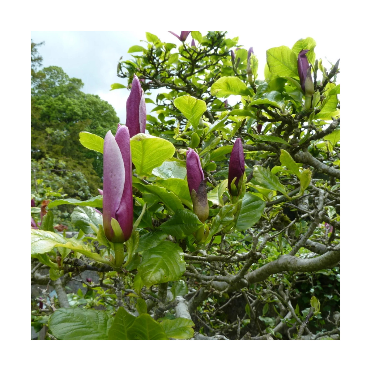 Magnolia à fleurs de lis Nigra